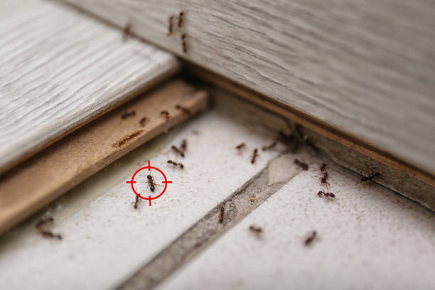 Best Wildlife Control Services  in Tobaccoville, NC