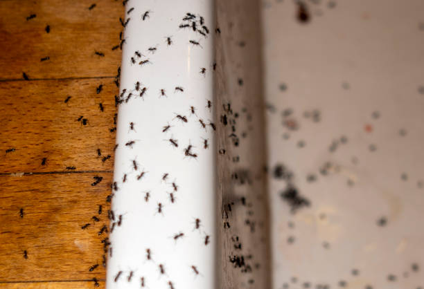 Best Cockroach Control Services  in Tobaccoville, NC